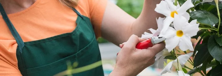 Person schneidet Pflanze mit Gartenschere